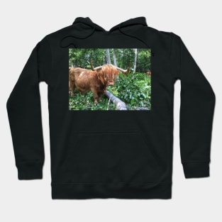 Scottish Highland Cattle Cow 2042 Hoodie